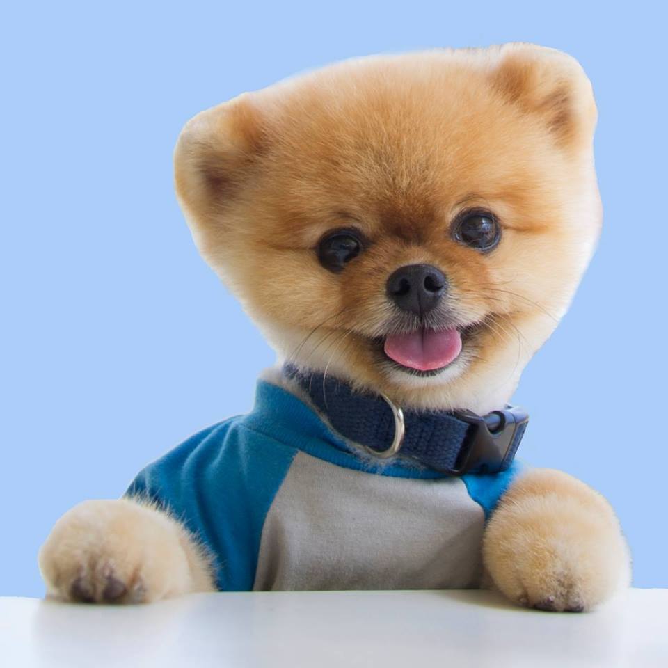 jiff pom pet influencer social media