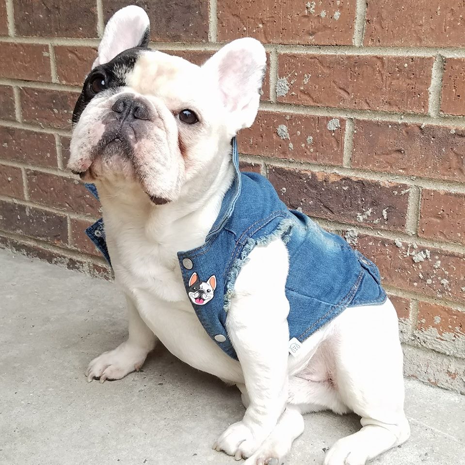Manny the frenchie pet influencer social media